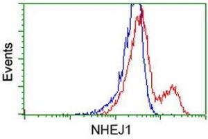 HEK293T cells transfected with either RC203393 overexpress plasmid (Red) or empty vector control plasmid (Blue) were immunostained by anti-NHEJ1 antibody (ABIN2453925), and then analyzed by flow cytometry.