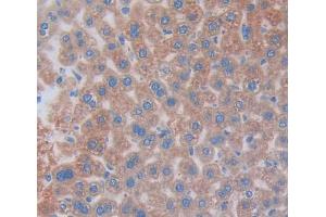 IHC-P analysis of Mouse Tissue, with DAB staining. (COL2A1 antibody  (AA 677-817))