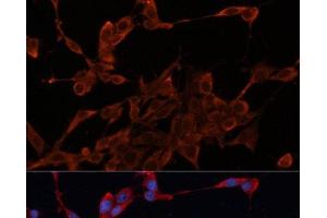 Immunofluorescence analysis of NIH/3T3 cells using DNAJA1 Polyclonal Antibody at dilution of 1:100. (DNAJA1 antibody)