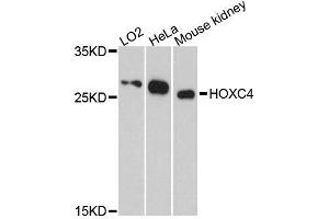 Western blot analysis of extracts of various cell lines, using HOXC4 antibody (ABIN5996490) at 1:3000 dilution.