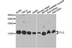 Western blot analysis of extracts of various cell lines, using CFL2 antibody.