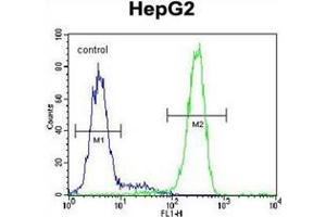 Flow cytometric analysis of HepG2 cells using LRRC40 Antibody (C-term) Cat. (LRRC40 antibody  (C-Term))
