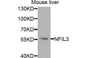 Western blot analysis of extracts of mouse liver cells, using NFIL3 antibody. (NFIL3 antibody)