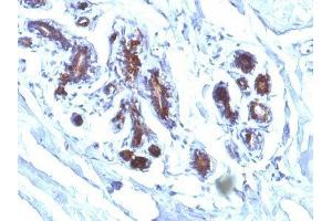 Image no. 1 for anti-MILK FAT GLOBULIN antibody (ABIN6156454) (MILK FAT GLOBULIN antibody)