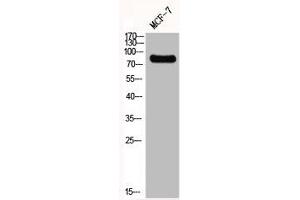 Western Blot analysis of MCF7 cells using GIT2 Polyclonal Antibody (GIT2 antibody  (Internal Region))