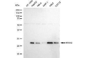 Western blotting analysis using MRAS antibody (ABIN7799496). (Recombinant MRAS antibody)