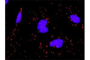 Proximity Ligation Analysis of protein-protein interactions between PDGFRA and PIK3R1. (PDGFRA antibody  (AA 1-1089))