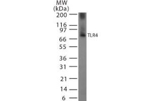Image no. 3 for anti-Toll-Like Receptor 4 (TLR4) (AA 418-435) antibody (ABIN208630) (TLR4 antibody  (AA 418-435))