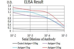 Fig. (Keratin 10 antibody  (AA 345-454))