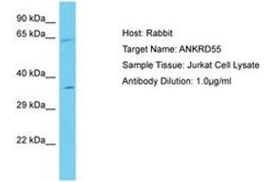 Image no. 1 for anti-Ankyrin Repeat Domain 55 (ANKRD55) (AA 317-366) antibody (ABIN6750677) (ANKRD55 antibody  (AA 317-366))
