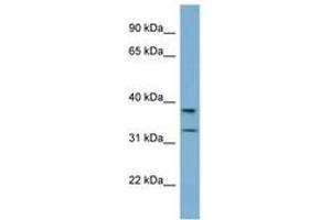 Image no. 1 for anti-Ral GEF with PH Domain and SH3 Binding Motif 2 (RALGPS2) (N-Term) antibody (ABIN6742100) (RALGPS2 antibody  (N-Term))