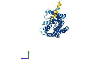 AlphaFold protein structure predicition of Human Recombinant OR51A7 Protein, UniprotID Q8NH64 (OR51A7 Protein (AA 1-312) (His tag))