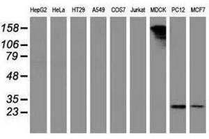 Image no. 3 for anti-Pyrroline-5-Carboxylate Reductase 3 (PYCRL) antibody (ABIN1500522)