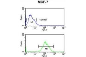 Flow Cytometry (FACS) image for anti-Chromobox Homolog 1 (CBX1) antibody (ABIN3003963) (CBX1 antibody)