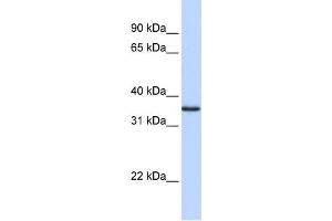 WB Suggested Anti-COPS5 Antibody Titration:  0. (COPS5 antibody  (N-Term))