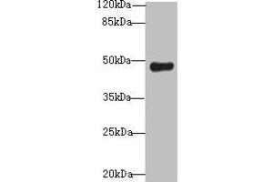 Western blot All lanes: RNF128 antibody at 12 μg/mL + Mouse liver tissue Secondary Goat polyclonal to rabbit IgG at 1/10000 dilution Predicted band size: 47, 45 kDa Observed band size: 47 kDa (RNF128 antibody  (AA 229-400))