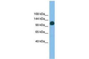 Image no. 1 for anti-Ubiquitin Specific Peptidase 36 (USP36) (AA 71-120) antibody (ABIN6745197) (USP36 antibody  (AA 71-120))
