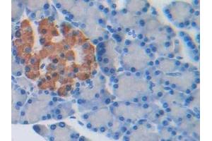 DAB staining on IHC-P; Samples: Rat Pancreas Tissue (PRSS8 antibody  (AA 124-342))