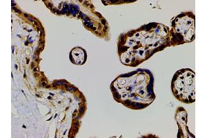 Immunohistochemistry (IHC) image for anti-Ephrin B2 (EFNB2) (C-Term) antibody (ABIN6261455)