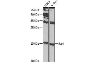 Western blot analysis of extracts of various cell lines, using Bad antibody (ABIN3022202, ABIN3022203, ABIN3022204 and ABIN6218665) at 1:1000 dilution. (BAD antibody  (C-Term))