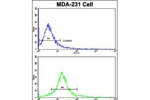 Flow cytometric analysis of MDA-231 cells using DOM3Z Antibody (N-term Y88)(bottom histogram) compared to a negative control cell (top histogram). (DOM3Z antibody  (N-Term))