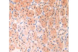 IHC-P analysis of kidney tissue, with DAB staining. (ADAM10 antibody  (AA 218-445))