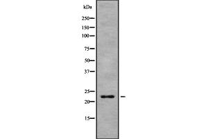 Western blot analysis of HP1gamma using 293 whole cell lysates (CBX3 antibody  (Internal Region))