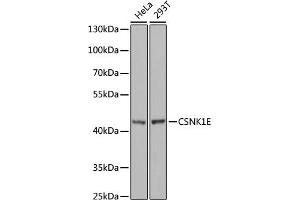 Western blot analysis of extracts of various cell lines, using CSNK1E antibody (ABIN6128970, ABIN6139116, ABIN6139117 and ABIN7101448) at 1:1000 dilution. (CK1 epsilon antibody  (AA 247-416))