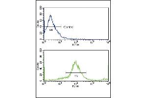 Flow cytometric analysis of MCF-7 cells using HER2/ErbB2 Antibody (N-term) (bottom histogram) compared to a negative control (top histogram). (ErbB2/Her2 antibody  (N-Term))