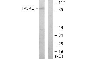 Western blot analysis of extracts from HT-29 cells, using IP3KC antibody.