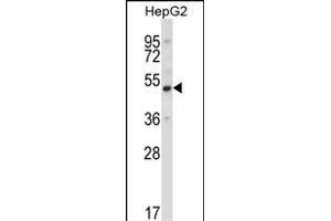UBP1 Antibody (Center) (ABIN657986 and ABIN2846933) western blot analysis in HepG2 cell line lysates (35 μg/lane). (UBP1 antibody  (AA 266-295))