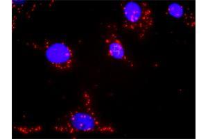 Proximity Ligation Assay (PLA) image for anti-Phospholipase C gamma 2 (PLCG2) (AA 1-1265) antibody (ABIN518950)