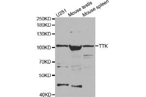 Western blot analysis of extracts of various cell lines, using TTK antibody (ABIN5971335) at 1/1000 dilution. (Mps1 antibody)