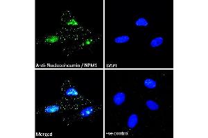 Immunofluorescence (IF) image for anti-Nucleophosmin (Nucleolar phosphoprotein B23, Numatrin) (NPM1) (C-Term) antibody (ABIN185372)