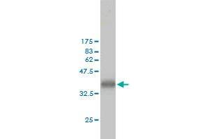 CKS1 antibody  (AA 1-79)