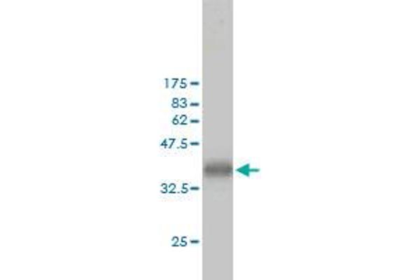 CKS1 antibody  (AA 1-79)