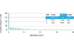 Protein Array (PAr) image for anti-Netrin 1 (NTN1) antibody (ABIN7456323) (Netrin 1 antibody)
