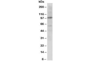 Western blot testing of Cullin 4B antibody and rat lung tissue lysate (Cullin 4B antibody  (C-Term))