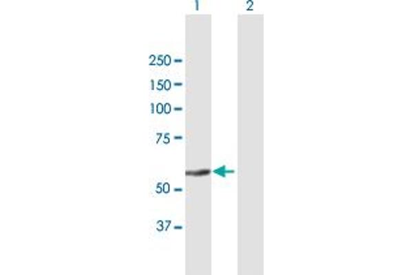 ZNF582 antibody  (AA 1-517)