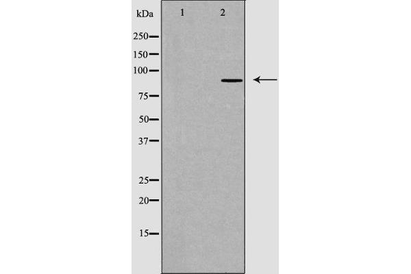 Cadherin 8 antibody  (Internal Region)