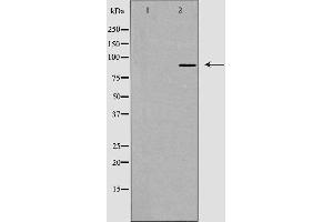 Western blot analysis of extracts from RAW264. (Cadherin 8 antibody  (Internal Region))