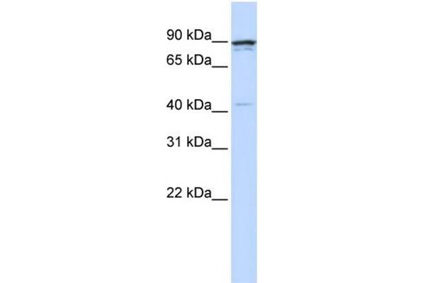 Cyclin T1 anticorps  (N-Term)
