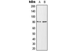 Western blot analysis of TAU (pT498) expression in SHSY5Y (A), mouse brain (B) whole cell lysates. (tau antibody  (pSer498))
