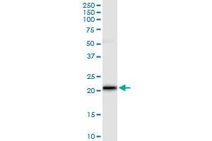 Immunoprecipitation of VSTM2L transfected lysate using anti-VSTM2L MaxPab rabbit polyclonal antibody and Protein A Magnetic Bead , and immunoblotted with VSTM2L purified MaxPab mouse polyclonal antibody (B01P) . (VSTM2L antibody  (AA 1-204))