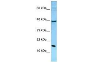Image no. 1 for anti-Polymerase (DNA Directed), epsilon 3 (p17 Subunit) (POLE3) (C-Term) antibody (ABIN6748321) (POLE3 antibody  (C-Term))
