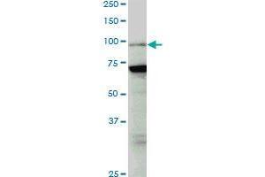 PCAF monoclonal antibody (M04), clone 5E11. (KAT2B antibody  (AA 353-452))
