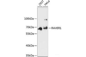 Western blot analysis of extracts of various cell lines using RAVER1 Polyclonal Antibody at dilution of 1:3000. (RAVER1 antibody)