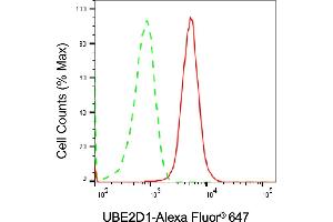 anti-Ubiquitin-Conjugating Enzyme E2D 1 (UBE2D1) antibody