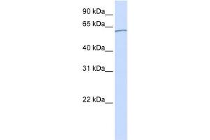WB Suggested Anti-KPNA5 Antibody Titration: 0. (KPNA5 antibody  (C-Term))