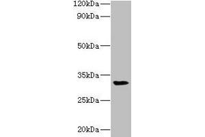 Western blot All lanes: RPSA antibody at 2 μg/mL + Mouse small intestine tissue Secondary Goat polyclonal to rabbit lgG at 1/15000 dilution Predicted band size: 33 kDa Observed band size: 33 kDa